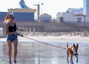 How to get a pet in the UK?