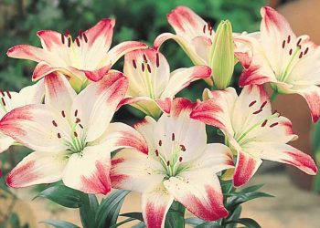 Five surprising facts about lilies you have not heard before