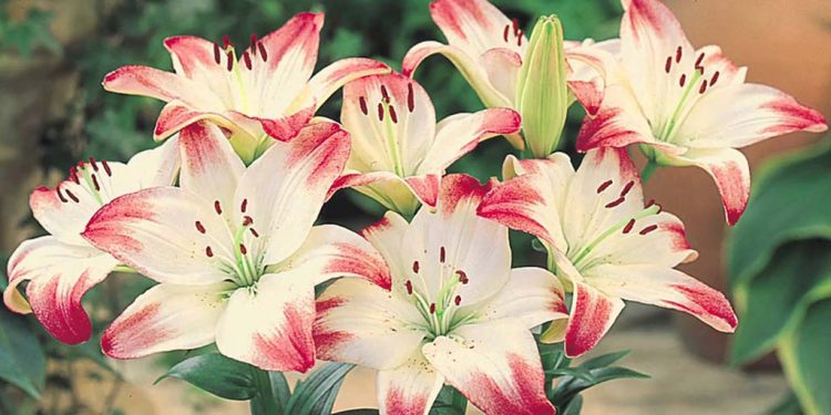 Five surprising facts about lilies you have not heard before